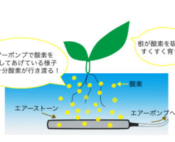 水耕栽培でエアーポンプを使うことにより適切に根に酸素を供給している様子。