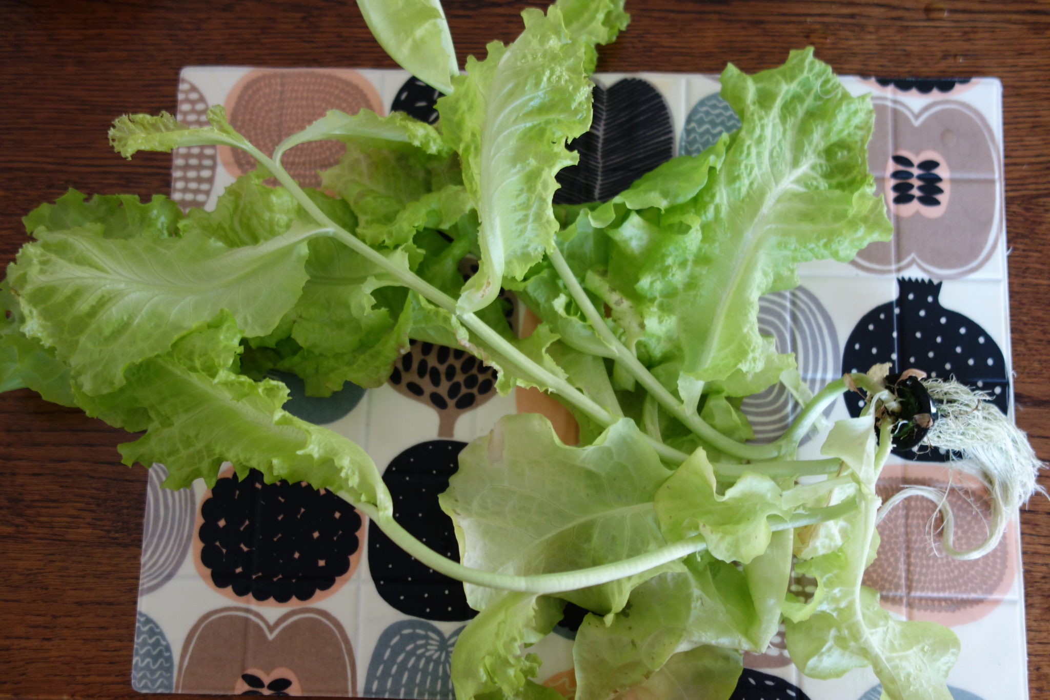 fail to grow lettuce in hydroponics system